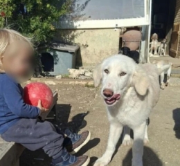 Τραγωδία στη Ζάκυνθο: «Το πίτμπουλ τρόμαξε από πυροβολισμούς κυνηγών και κατασπάραξε τον Λίο» λέει η μητέρα του δίχρονου