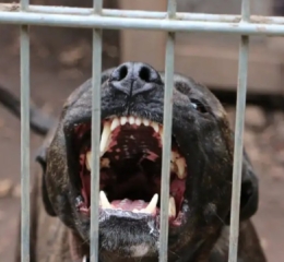 Ζάκυνθος: Νεκρό 2 ετών παιδί μετά από επίθεση σκύλου