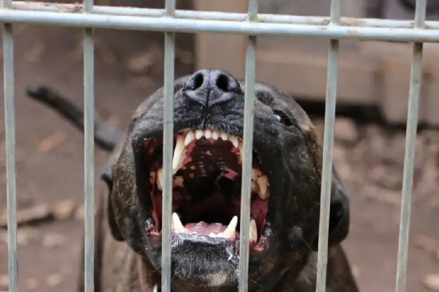 Ζάκυνθος: Νεκρό 2 ετών παιδί μετά από επίθεση σκύλου